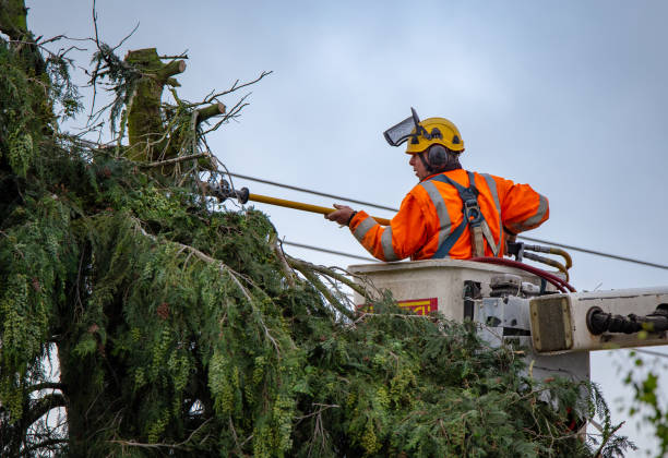 Best Tree Preservation Services  in Warrenton, MO