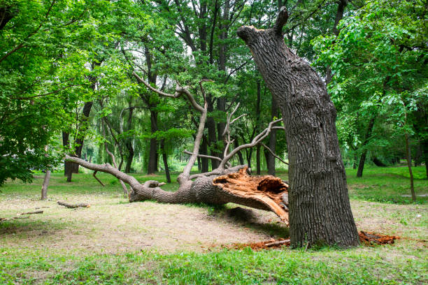 Best Utility Line Clearance  in Warrenton, MO