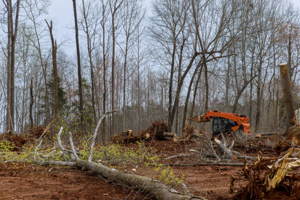 Best Tree Removal Service  in Warrenton, MO