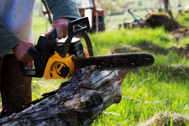 Best Arborist Consultation Services  in Warrenton, MO